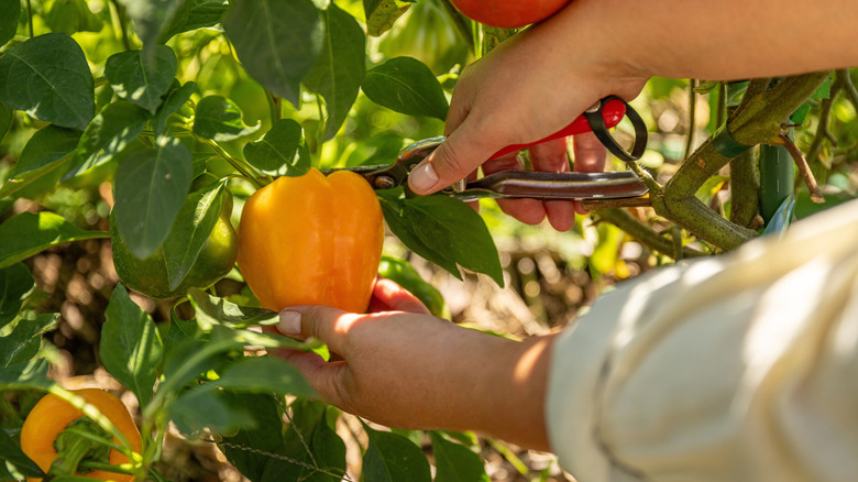 hands harvesting yellow bell pepper