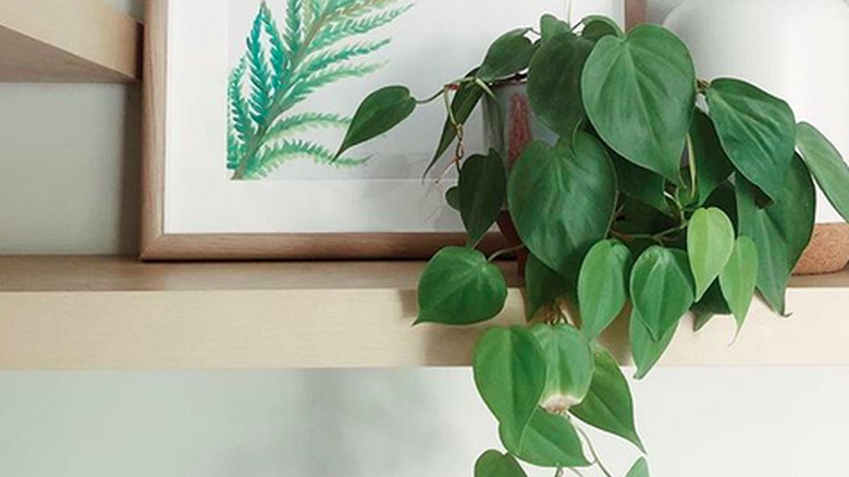 Heart-leaf philodendron (Philodendron hederaceum)