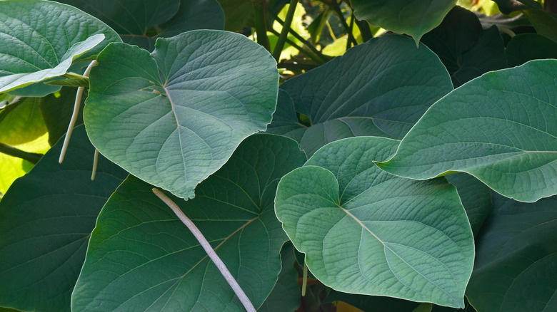Close-up of hoja santa leaves
