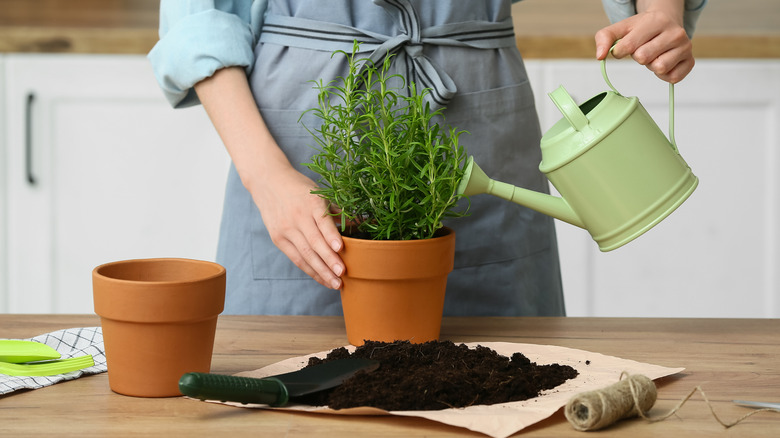 A woman waters a potted rosemary plant
