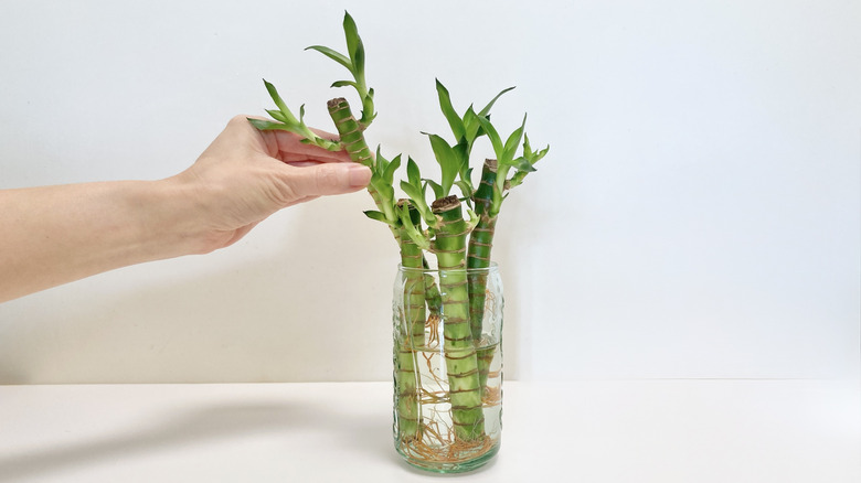 Lucky bamboo in a glass jar