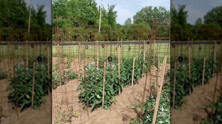 CDs hanging from tomato cages in a berry garden.