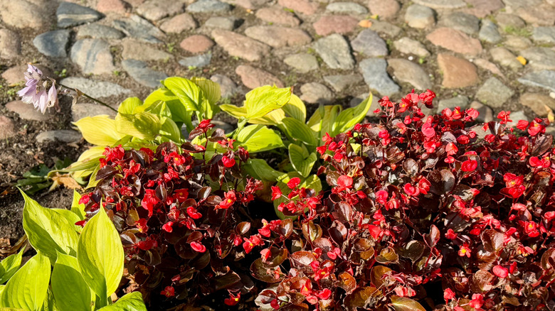 Begonias and hosta growing together in a garden bed.