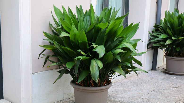 Potted cast iron plants next to a building