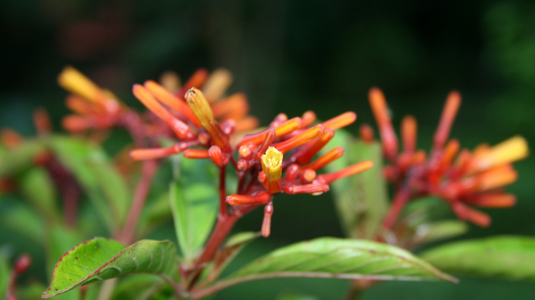 Closeup of firebush red and orange flowers