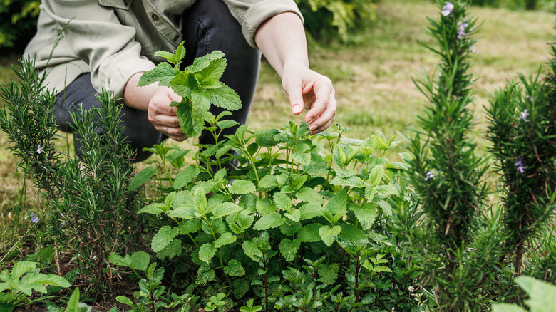 A gardener picking lemon balm from an herb garden in a yard