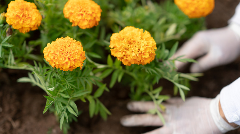 Gloved hands planting gold marigolds in soil