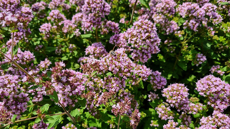 A bee hovers over the purple flowers of an oregano plant