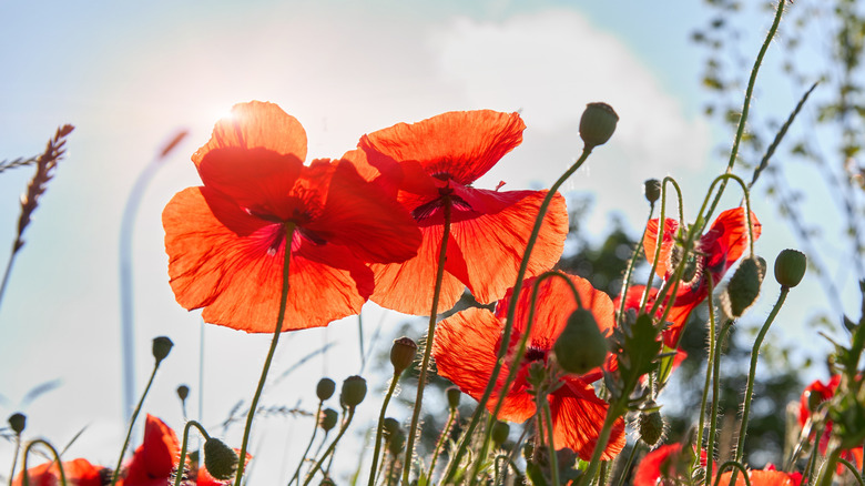 Several red common poppy flowers growing in a field
