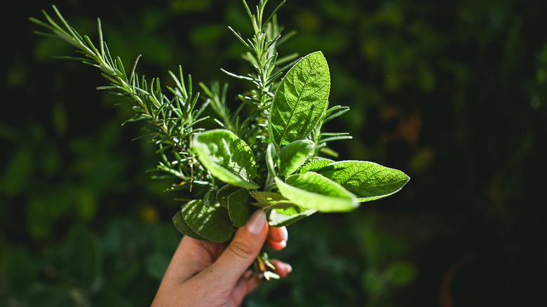 Hand holding bunches of rosemary and sage
