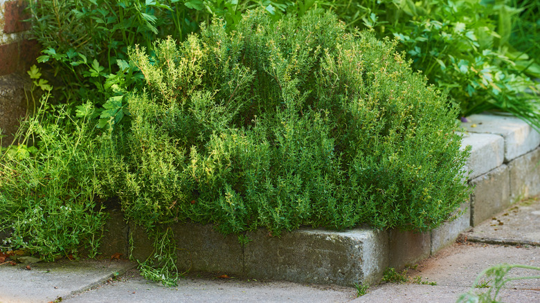 Thyme growing on the edge of a raised garden bed.