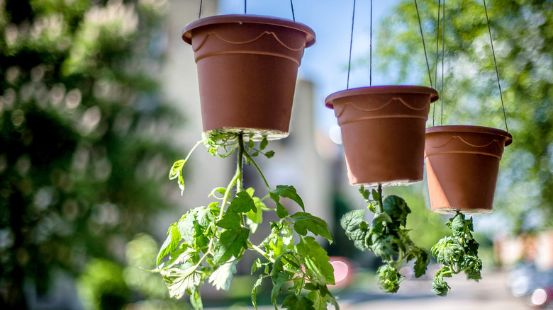Tomato plants growing upside down