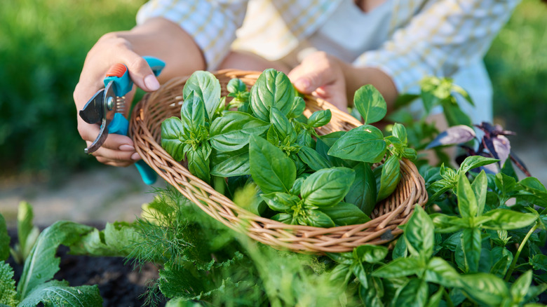 Woman holding basket of freshly harvested basil