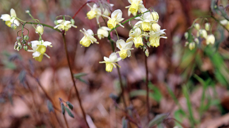 Close up of barrenwort flowers