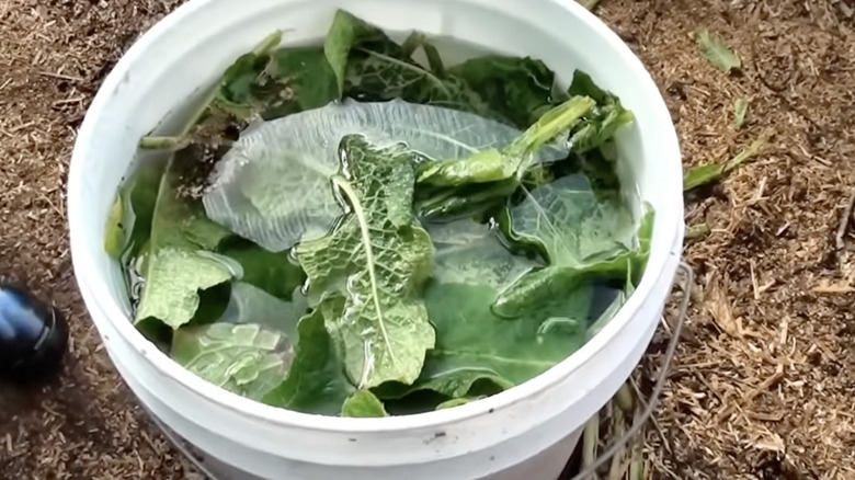 Five-gallon bucket of comfrey tea