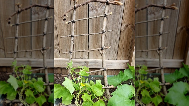 Trellis made of sticks
