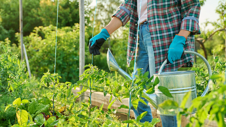 A gardener holding a watering can and standing in front of a tomato plant.