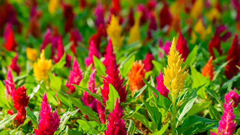 Assorted colorful celosia plants