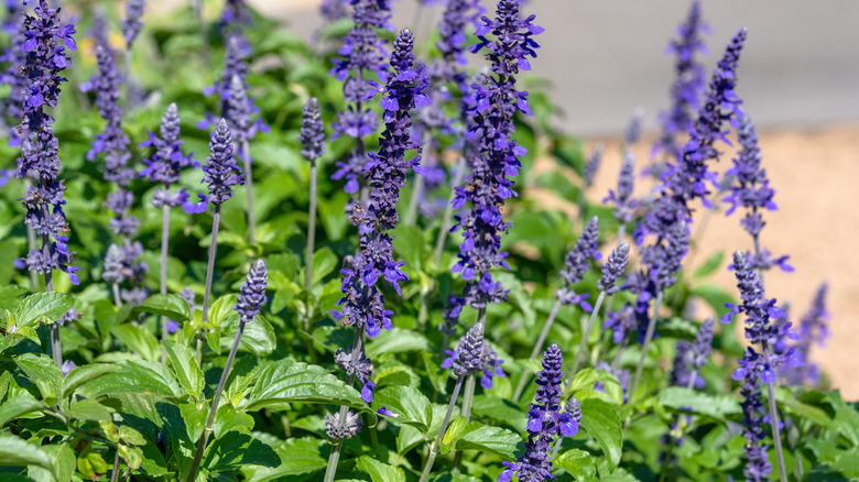 Purple flower spikes on a salvia plant