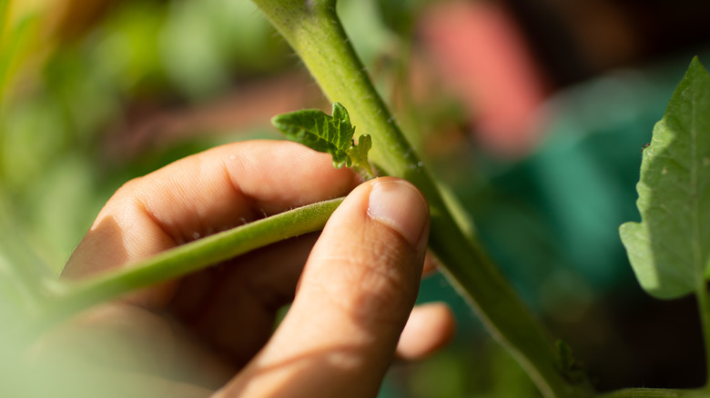 Hand-picking tomato plant suckers