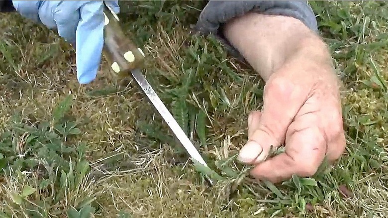 Gardener removing weeds with a screwdriver