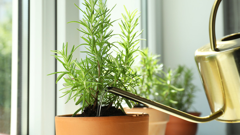 A woman repotting a rosemary plant