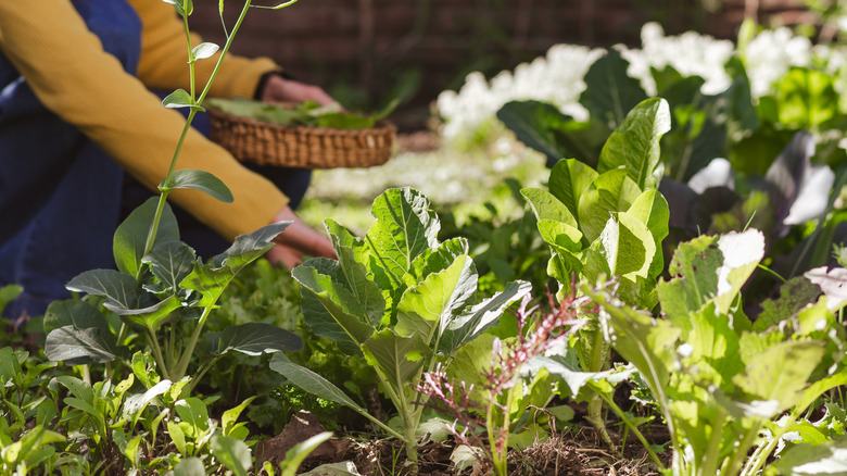 A gardener harvests leafy greens from the garden.