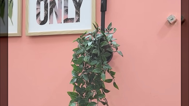 Hanging artificial plant in black soup ladle and plastic pot on chic pink wall