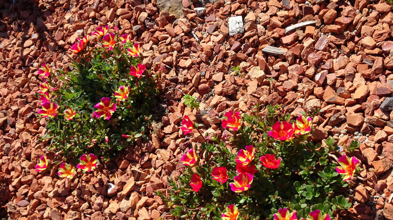 Flowers planted in red brick