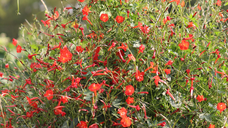 Cardinal climber vine with red, tubular flowers