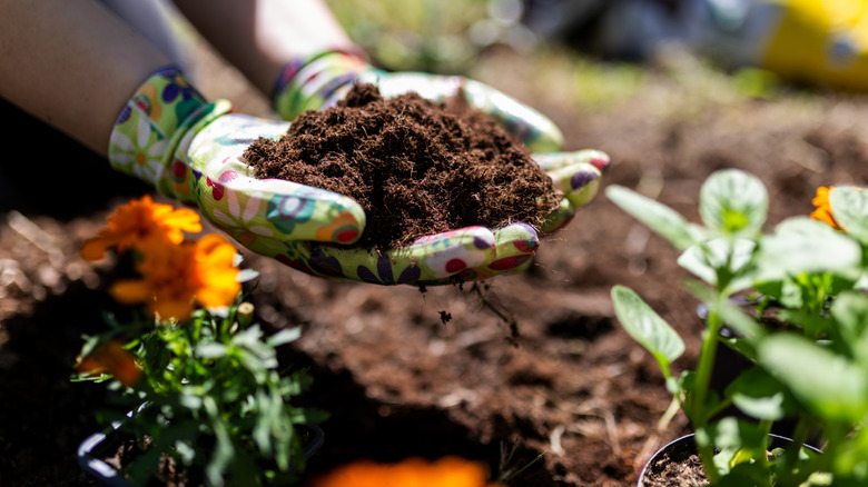 Gloved hands spreading compost around plants