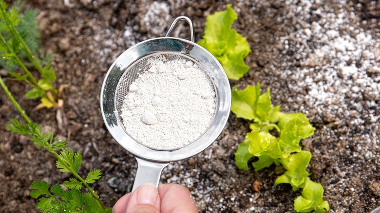 Person sprinkling diatomaceous earth in the garden