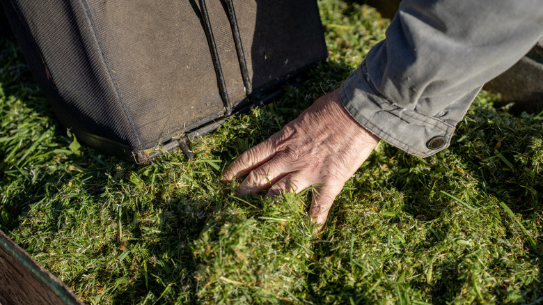 Homeowner sifting through grass clippings