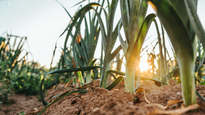 Leeks growing in a field at sunset