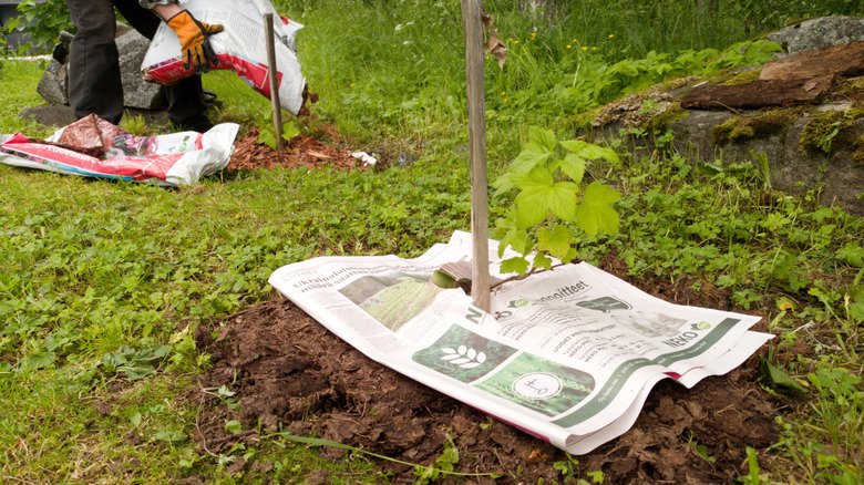 a gardener placing newspaper at the base of fruit tree