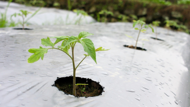 Young tomato plants growing through evenly spaced holes in black plastic mulch