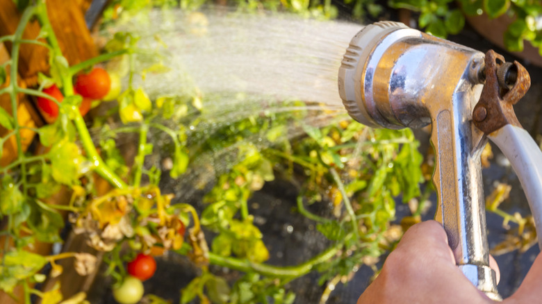 A closeup of the nozzle of a hose spraying a tomato garden