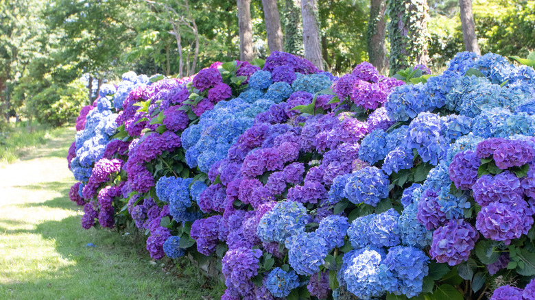 Several hydrangea shrubs with blue and purple flowers