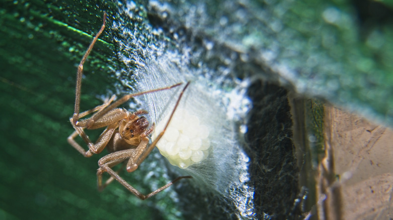 brown recluse spider sitting on web and eggs