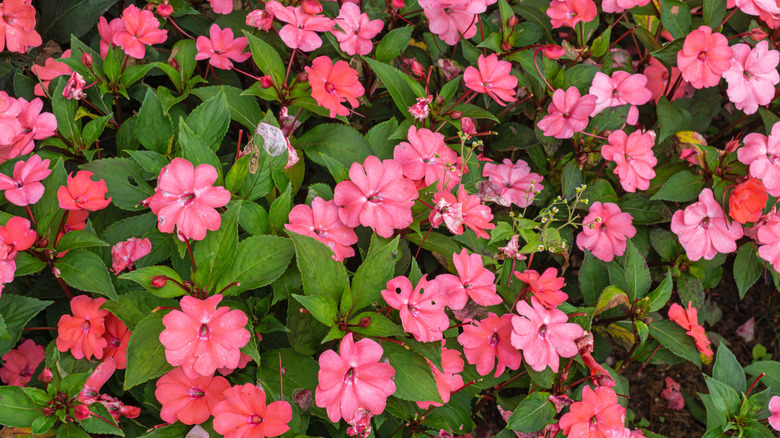 Close up of bright pink impatien