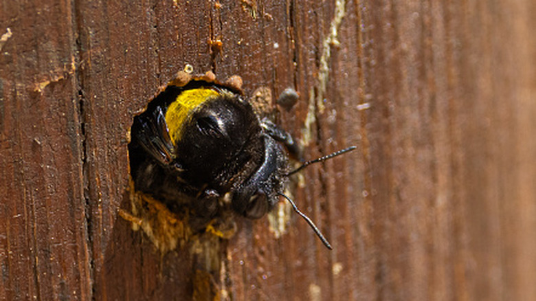 Carpenter bee burrowing through wood
