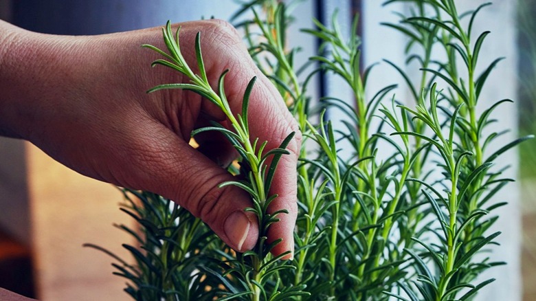 Close-up of hands cutting a rosemary sprig off a plant