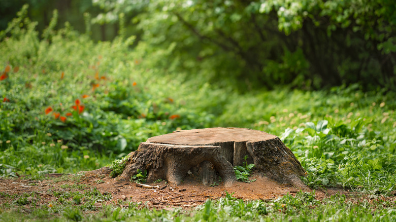 A tree stump in the middle of a grassy clearing
