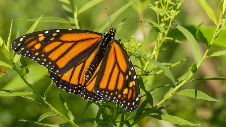 A butterfly in grass