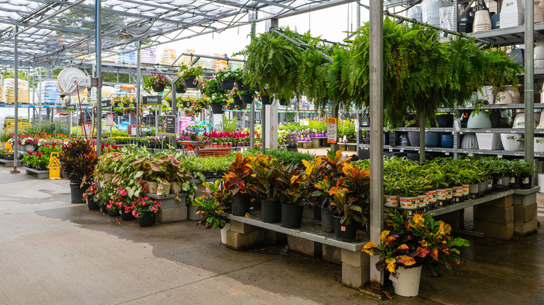 Home Depot plant section