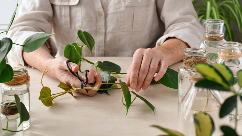 Person taking plant cuttings at a table