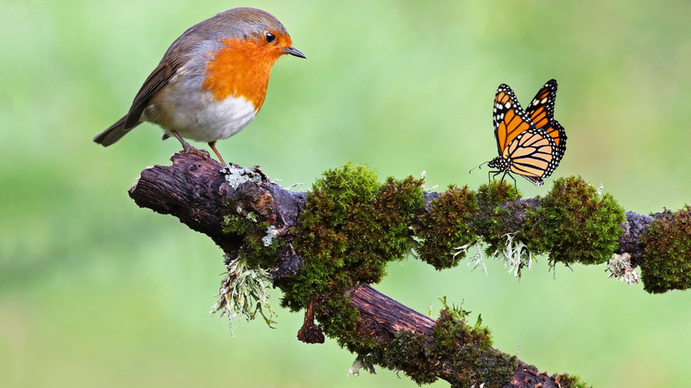 A bird and a butterfly perched on a mossy branch