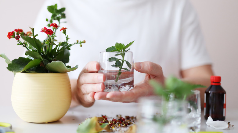 Person holding plant cutting in glass cup