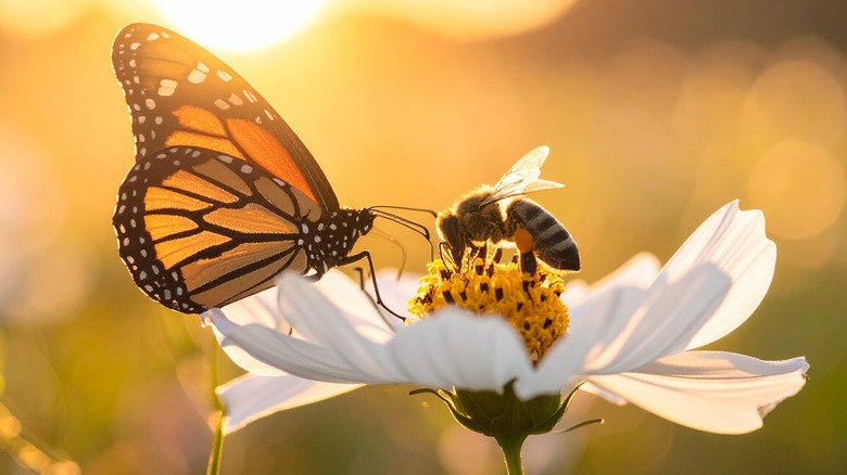 a bee and a butterfly perched on a flower