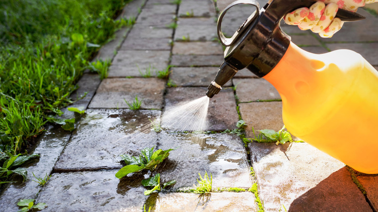 A weed-killing liquid is sprayed onto weeds growing in between stones